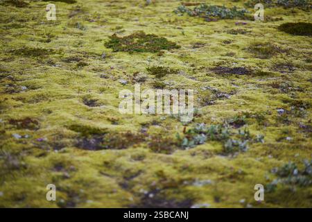 Maestosi paesaggi estivi con scogliere e campi nel sud dell'Islanda Foto Stock