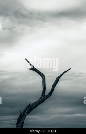 Albero secco, Australia Foto Stock