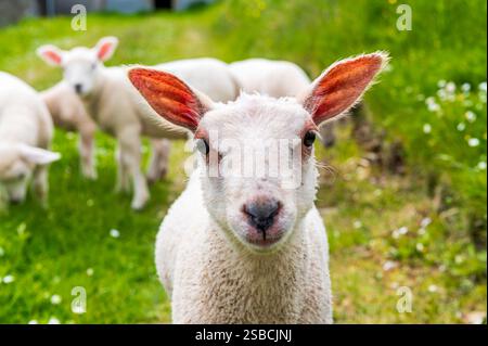 Ritratto di un grazioso agnello bianco di fronte alla fotocamera, altri agnelli visibili sullo sfondo Foto Stock