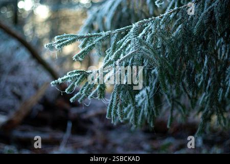 Primo piano di un brunch verde di pini ghiacciati e innevati in inverno, sfondo boschivo sfocato Foto Stock