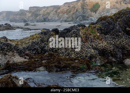 Muscoli e arnacli coprono le rocce che circondano le piscine di marea sulla spiaggia rocciosa Foto Stock