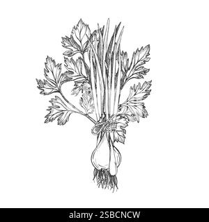 Un mucchio di cipolle verdi legate con la corda. Un mucchio di verde. Illustrazione grafica vettoriale su sfondo bianco. Piume di cipolla. Schizzo disegnato a mano. Perfetto Illustrazione Vettoriale