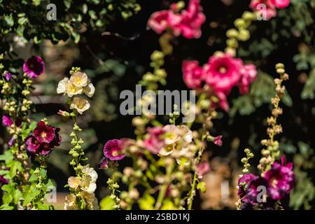Fiori multicolori Hollyhock della famiglia Mallow con fiori viola, bianchi e rossi con fogliame e sfondo bokeh a Vail, Colorado Foto Stock