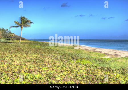 Juno Beach, Florida Beach Walk. Con Palm Tree singolo. Foto Stock
