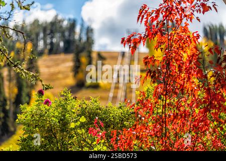 Località sciistica di Beaver Creek, con piste da sci e impianti di risalita in autunno, foglie d'aspen dorate, primo piano d'acero rosso e vetta della montagna Foto Stock