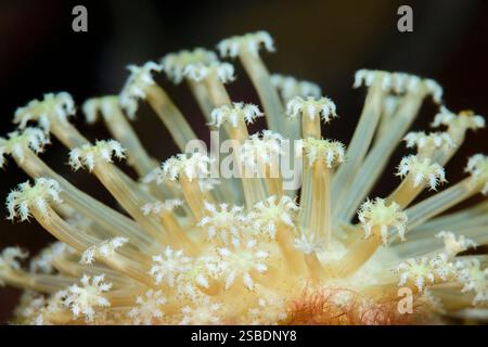 Polipi corallini in pelle di fungo, Sarcophyton sp., stretto di Lembeh, Sulawesi settentrionale, Indonesia Foto Stock