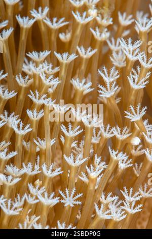 Polipi corallini in pelle di fungo, glaucum di Sarcophyton, stretto di Lembeh, Sulawesi settentrionale, Indonesia Foto Stock