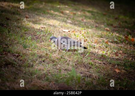Un piccione di legno comune (Columba palumbus) becca i semi nell'erba corta. Il piumaggio grigio riconoscibile e la patch bianca sul collo si distinguono per la città Foto Stock