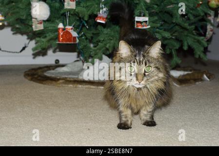 Gatto di zenzero soffice isolato con vista bassa e rivestimento marrone. Posa su un tappeto di fronte a un albero di Natale. Decorazioni appese. Foto Stock