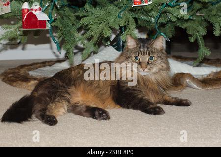 Gatto di zenzero soffice isolato con vista bassa e rivestimento marrone. Posa su un tappeto di fronte a un albero di Natale. Decorazioni appese. Foto Stock