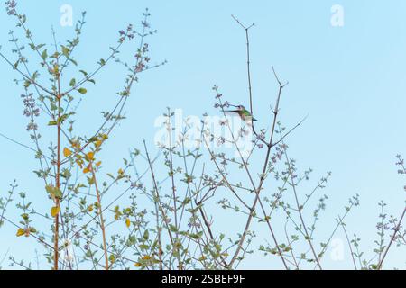 Colibrì femmina dalla gola rubina che raccoglie il nettare in un cespuglio di lavanda del deserto con fiori viola Foto Stock