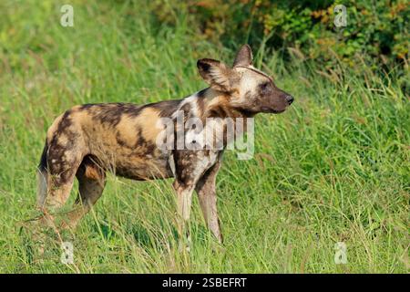 Cane selvatico africano o cane da caccia dipinto (Lycaon pictus) in piedi nell'habitat naturale, riserva di caccia Madikwe, Sudafrica Foto Stock