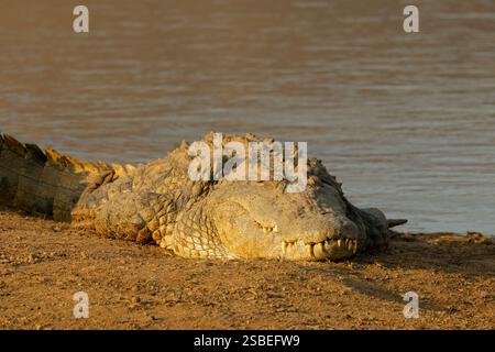 Un grande coccodrillo del Nilo (Crocodylus niloticus) che si crogiola nell'habitat naturale del Sudafrica Foto Stock