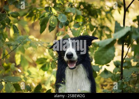 Un Border Collie sbircia attraverso le foglie lussureggianti della foresta con un'espressione curiosa e giocosa. Lo sfondo naturale e l'illuminazione soffusa creano una serena e. Foto Stock