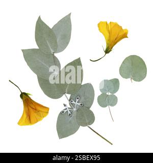 Foglie di eucalipto secche pressate e fiori del superriduttore gialli su sfondo bianco. Per l'uso in composizioni floreali, erbari, scrapbooking. Foto Stock