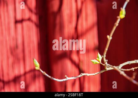 Germoglio di alberi in primavera in un giardino vicino a un muro rosso Foto Stock