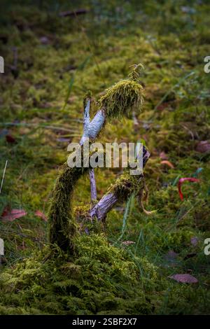 Nascosti tra le foglie autunnali, i funghi emergono nella foresta norvegese: Silenziosi, fugaci e pieni di mistero. Le piccole meraviglie della natura sotto gli alberi. Foto Stock