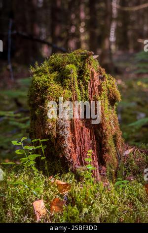 Nascosti tra le foglie autunnali, i funghi emergono nella foresta norvegese: Silenziosi, fugaci e pieni di mistero. Le piccole meraviglie della natura sotto gli alberi. Foto Stock