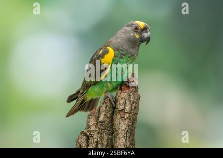 Il pappagallo di Meyer, Poicephalus meyeri Foto Stock