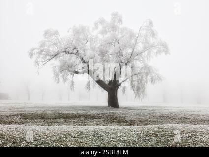 Alone tree in winter time, frosty woods. Foto Stock