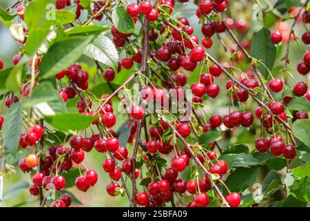 Ciliegie acide mature fresche appese all'albero nel giardino di un frutteto Foto Stock