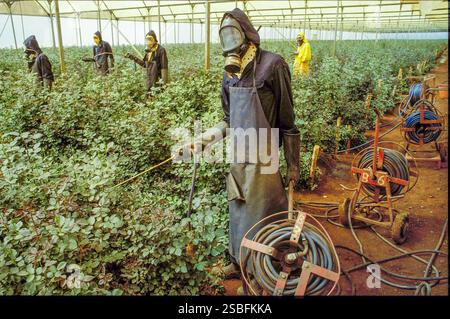Kenya, Kikuyu - la Rift Valley ha un clima piacevole e, cosa ancora più importante, un lago dove molti coltivatori di fiori provenienti dall'Europa hanno le loro filiali ed expo Foto Stock