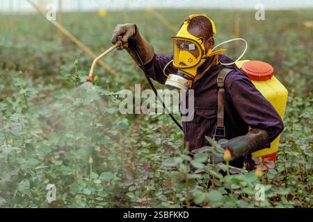 Kenya, Kikuyu - la Rift Valley ha un clima piacevole e, cosa ancora più importante, un lago dove molti coltivatori di fiori provenienti dall'Europa hanno le loro filiali ed expo Foto Stock
