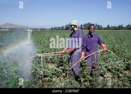 Kenya, Kikuyu - la Rift Valley ha un clima piacevole e, cosa ancora più importante, un lago dove molti coltivatori di fiori provenienti dall'Europa hanno le loro filiali ed expo Foto Stock