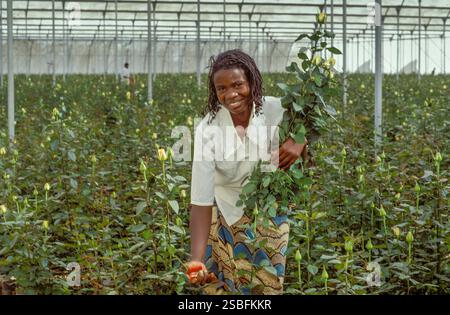 Kenya, Naivasha, Rift Valley - i dipendenti di un coltivatore di fiori raccolgono le rose in una serra, dopodiché vengono confezionate ed esportate nell'aucti dei fiori Foto Stock
