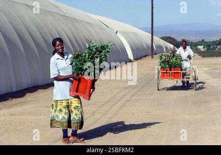 Kenya, Naivasha, Rift Valley - i dipendenti di Sher, un allevatore olandese di rose, trasportano i fiori raccolti in una sala per essere confezionati in scatole ed esportati in Foto Stock