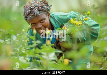 Kenya, Naivasha, Rift Valley - i dipendenti di un coltivatore di fiori raccolgono le rose in una serra, dopodiché vengono confezionate ed esportate nell'aucti dei fiori Foto Stock