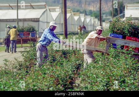 Kenya, Naivasha, Rift Valley - i dipendenti di Sher, un allevatore olandese di rose, trasportano i fiori raccolti in una sala per essere confezionati in scatole ed esportati in Foto Stock