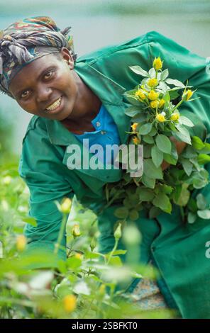 Kenya, Naivasha, Rift Valley - i dipendenti di un coltivatore di fiori raccolgono le rose in una serra, dopodiché vengono confezionate ed esportate nell'aucti dei fiori Foto Stock
