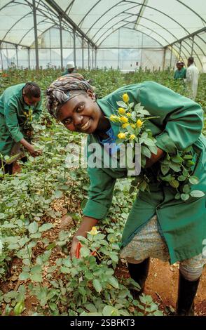 Kenya, Naivasha, Rift Valley - i dipendenti di un coltivatore di fiori raccolgono le rose in una serra, dopodiché vengono confezionate ed esportate nell'aucti dei fiori Foto Stock
