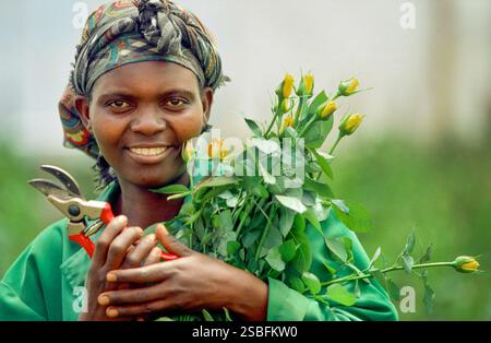 Kenya, Naivasha, Rift Valley - i dipendenti di un coltivatore di fiori raccolgono le rose in una serra, dopodiché vengono confezionate ed esportate nell'aucti dei fiori Foto Stock