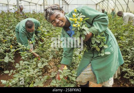 Kenya, Naivasha, Rift Valley - i dipendenti di un coltivatore di fiori raccolgono le rose in una serra, dopodiché vengono confezionate ed esportate nell'aucti dei fiori Foto Stock