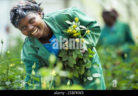 Kenya, Naivasha, Rift Valley - i dipendenti di un coltivatore di fiori raccolgono le rose in una serra, dopodiché vengono confezionate ed esportate nell'aucti dei fiori Foto Stock