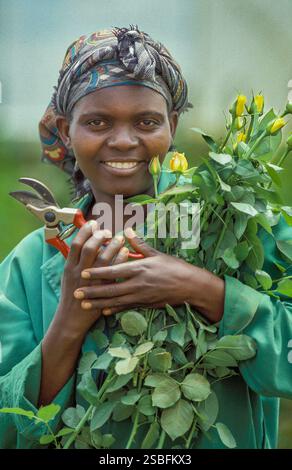Kenya, Naivasha, Rift Valley - i dipendenti di un coltivatore di fiori raccolgono le rose in una serra, dopodiché vengono confezionate ed esportate nell'aucti dei fiori Foto Stock