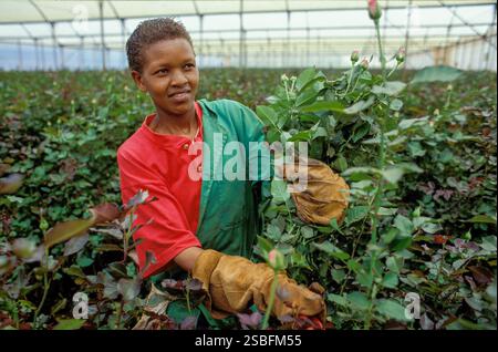 Kenya, Naivasha, Rift Valley - i dipendenti di un coltivatore di fiori raccolgono le rose in una serra, dopodiché vengono confezionate ed esportate nell'aucti dei fiori Foto Stock