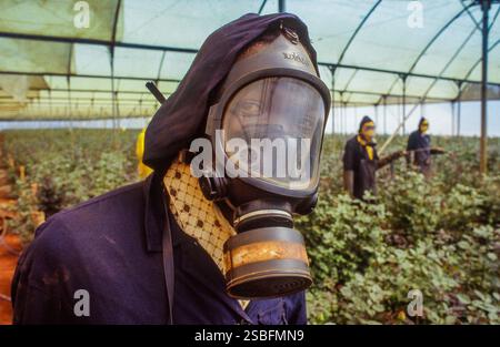 Kenya, Kikuyu - la Rift Valley ha un clima piacevole e, cosa ancora più importante, un lago dove molti coltivatori di fiori provenienti dall'Europa hanno le loro filiali ed expo Foto Stock