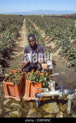 Kenya, Naivasha, Rift Valley - i dipendenti di Sher, un allevatore olandese di rose, trasportano i fiori raccolti in una sala per essere confezionati in scatole ed esportati in Foto Stock
