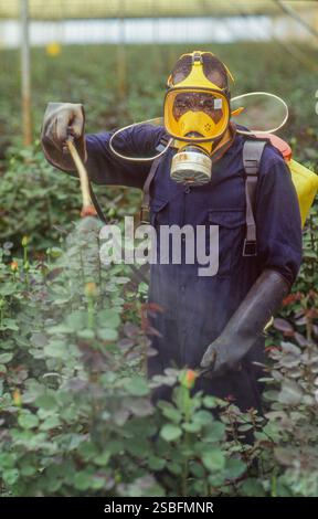 Kenya, Kikuyu - la Rift Valley ha un clima piacevole e, cosa ancora più importante, un lago dove molti coltivatori di fiori provenienti dall'Europa hanno le loro filiali ed expo Foto Stock