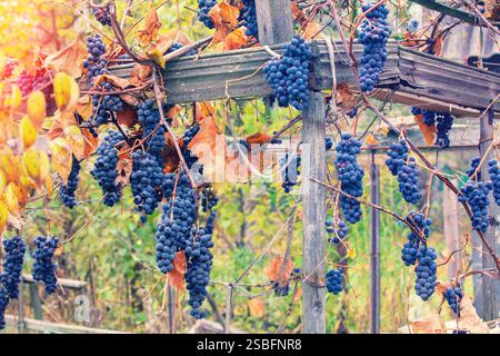 Vino rosso uva sulla vite Foto Stock