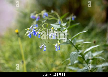 Un macro shot di delicati fiori bluebell Foto Stock