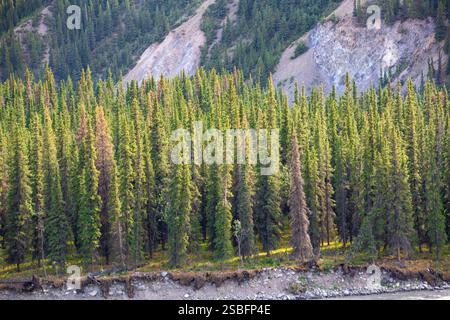 I pini di Lodgepole si ergono alti su un aspro sfondo di montagna Foto Stock