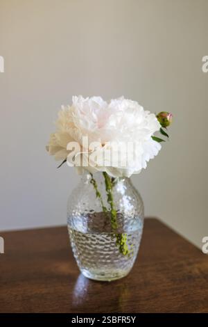 Bellissimo fiore bianco con taglio di peonia in vaso di vetro sul piano portapaziente Foto Stock