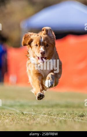 Nova Scotia Duck Tolling Retriever Running Lure Course Dog Sport Foto Stock