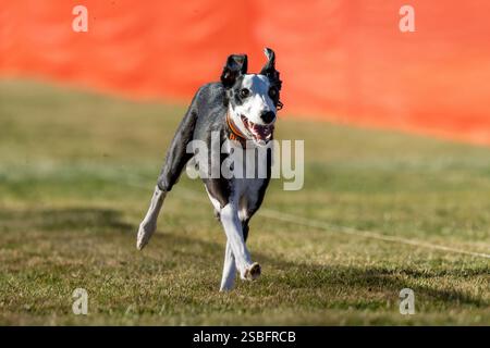Borderwhippet All American Mix Running Lure Course Sprint Dog Sport Foto Stock