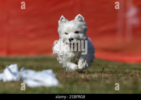 Campo da corsa West Highland White Terrier, Sprint Dog Sport Foto Stock