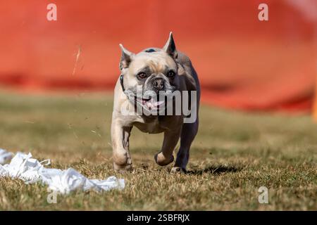 Corsa Bulldog francese per lo sport Sprint Dog Foto Stock